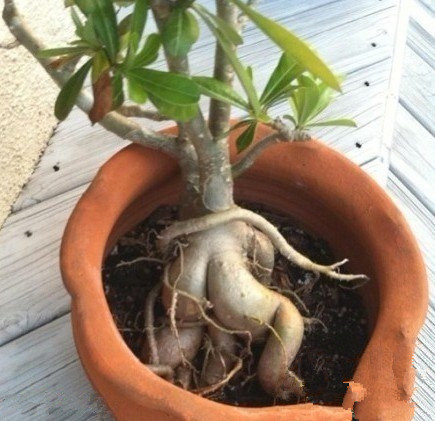 盆栽艺术这是神马植物长得这么奇特!.jpg